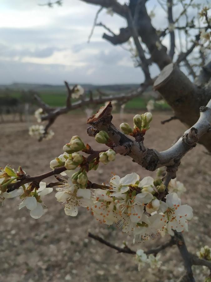 Casa Rural La Morena Castroverde de Cerrato Dış mekan fotoğraf